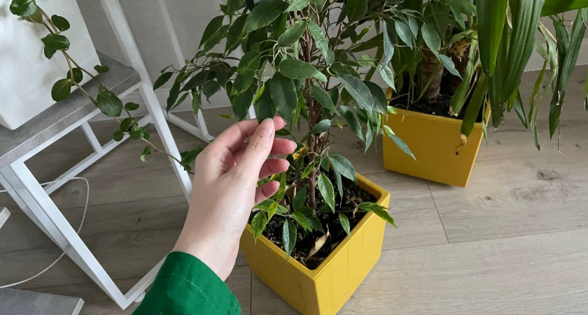 Если фикус сбрасывает листья: что нужно делать, чтобы к весне не остался голый ствол