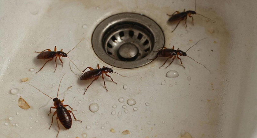 Посыпал это утром — и к вечеру тараканы свалили из моего дома: дорогие средства больше не покупаю