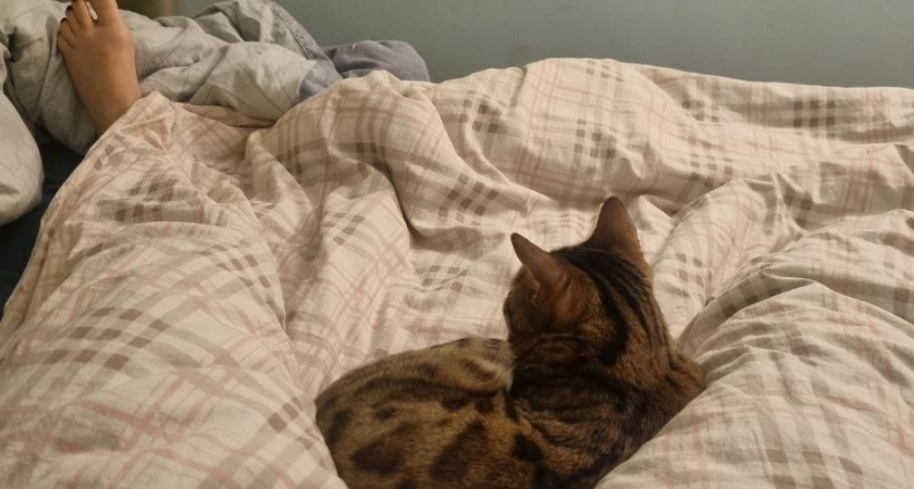 Тайны поведения: зачем кошки приходят спать именно к вам