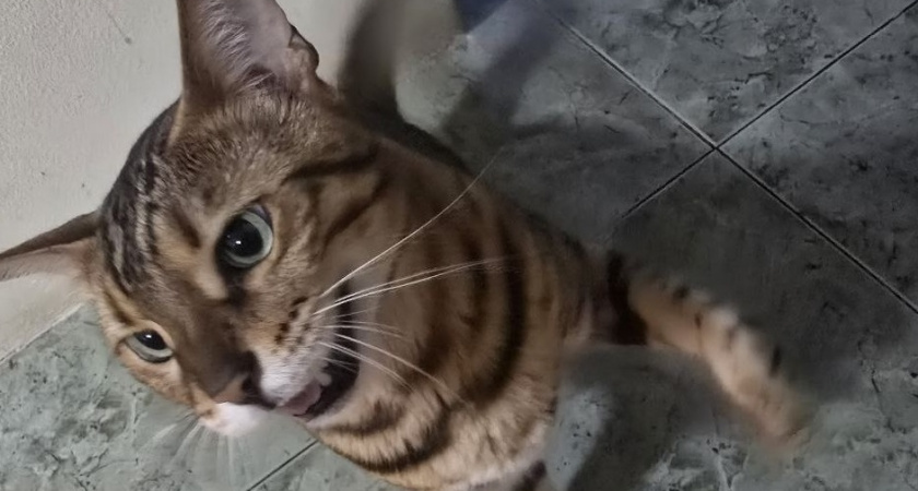 7 сигналов, которые подает кошка, когда просит о помощи - не пропустите их, потеряете питомца