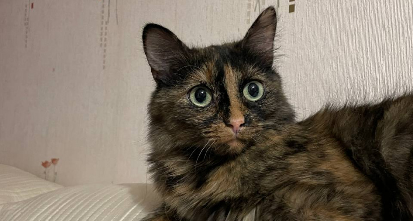 Людям старше 60 лет следует держаться подальше от кошек: ученые объяснили почему