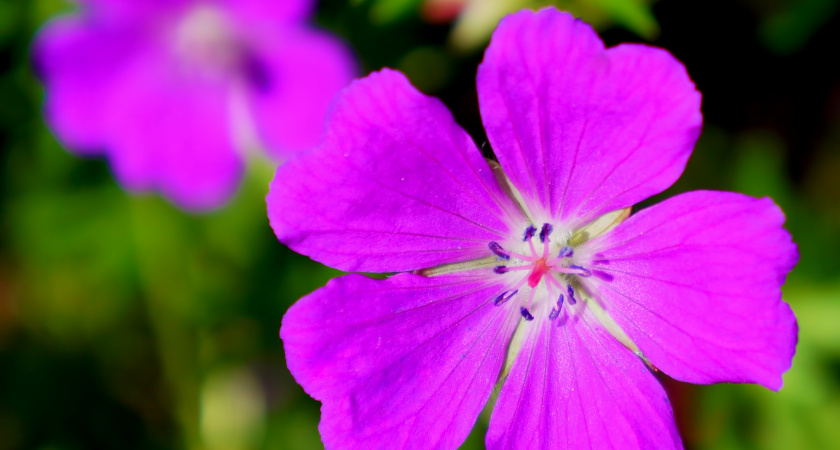 Всего одну крошку в горшок — и бутоны герани лезут даже на молодых черенках, а листва не пожелтеет