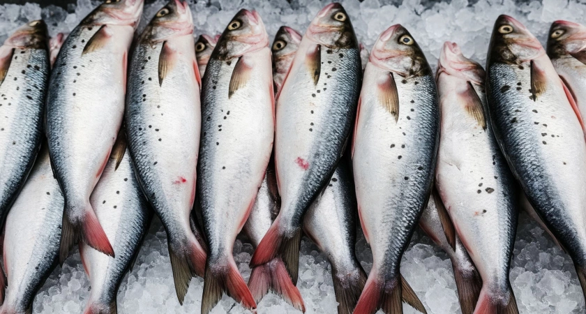 Взял форель в "Светофоре" для засолки икры к Новому году — только дома понял, какая она: личный опыт и честный обзор