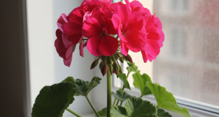 Всего одну крошку в горшок — и бутоны герани лезут даже на молодых черенках, а листва не пожелтеет