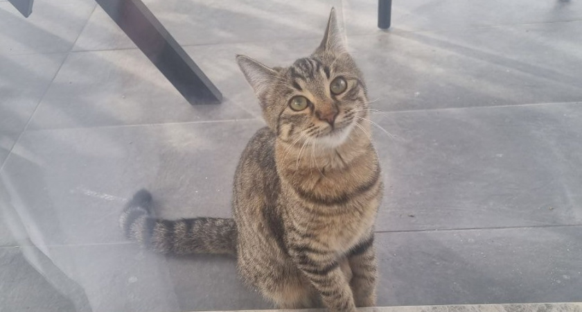 Почему кошки ходят за нами по пятам: мифы, повадки и логика кошачьего поведения