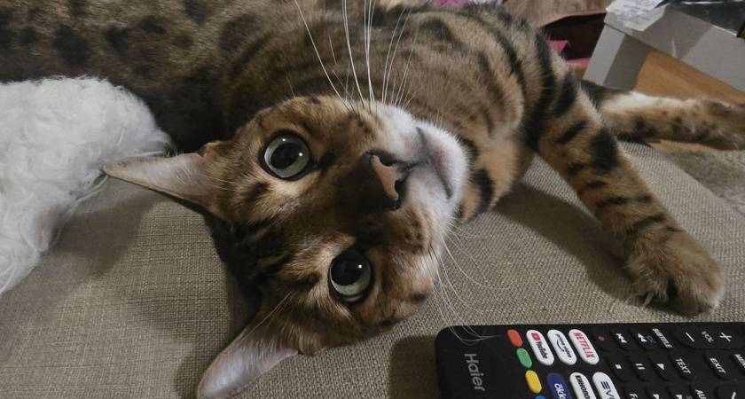 Вы никогда не догадаетесь: почему при встрече хозяина кошка заваливается набок и что это значит