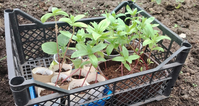 2 хитрости с рассадой томатов: И кустики растут плотными и крепкими - не болеют