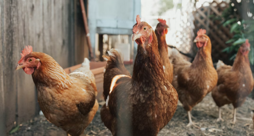 10 ошибок, которые убивают ваших кур – обязательно проверьте и исправьте!