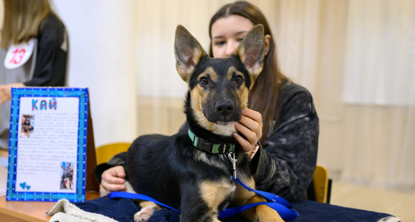 В Коми выбрали самых обаятельных питомцев