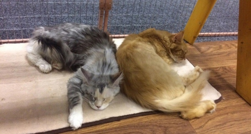 Почему кошки спят с человеком: 3 основные причины и важные моменты, о которых следует знать