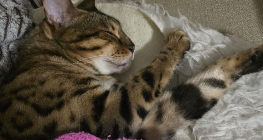 7 положений сна вашей кошки: что они означают - знать каждому хозяину