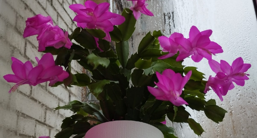 Проведите декабристу чайную церемонию. Зимой он отблагодарит вас - обалдеете от щедрого цветения