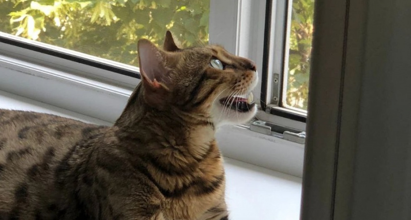 Не только птички: 7 вещей, за которыми ваша кошка следит из окна
