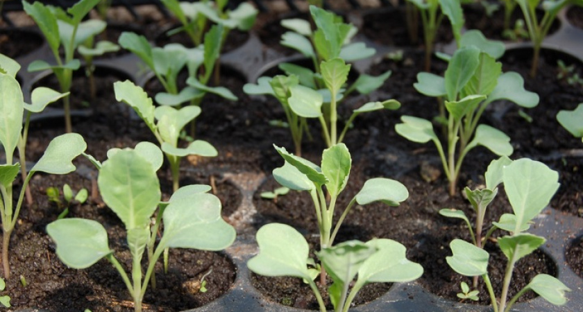 Эта огородная зелень отлично впишется в зеленый оазис комнатных растений - будете наслаждаться всю зиму