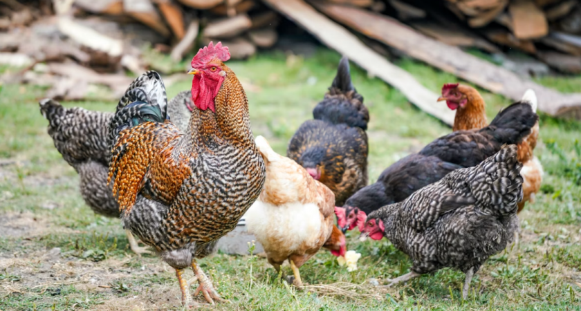 Что положить в кормушку, чтобы куры неслись ежедневно — объясняет птицевод