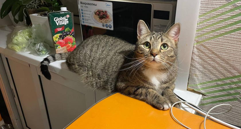 Благодарны ли уличные кошки за то, что их забрали домой. Запомните раз и навсегда