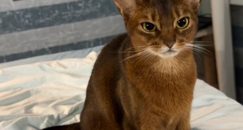 «Извини меня»: как попросить прощения у кошки, чтоб она поняла