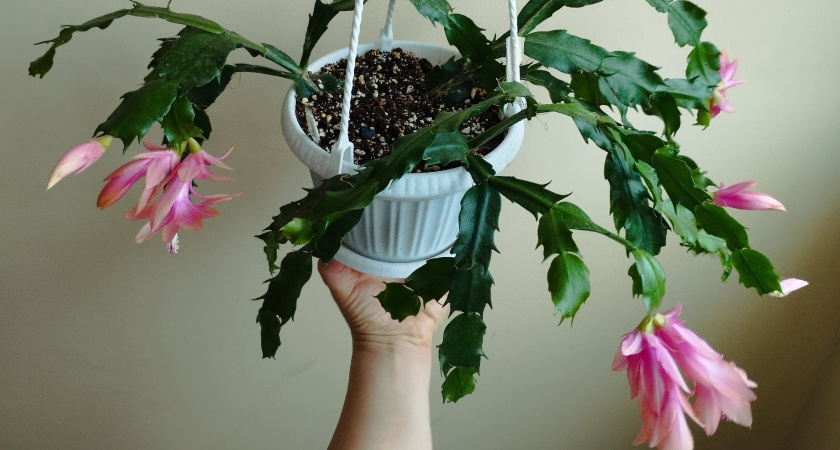 Декабрист плодится как кролик: 3 проверенных способа получить новый цветок уже через месяц