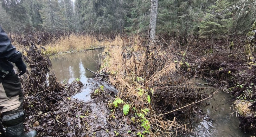 Популяция глухарей и рябчиков в Коми показала уверенный рост