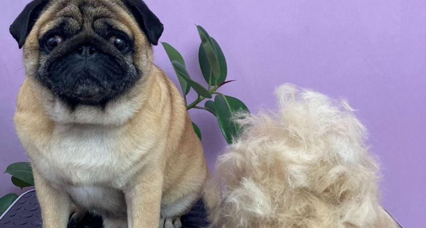 Я бы не заводил: 8 пород собак, которые часто болеют - к ветеринару, как на работу