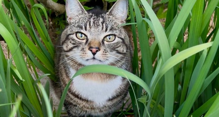 Что делать если кошка не ходит в лоток: причины отказа - запомните раз и навсегда