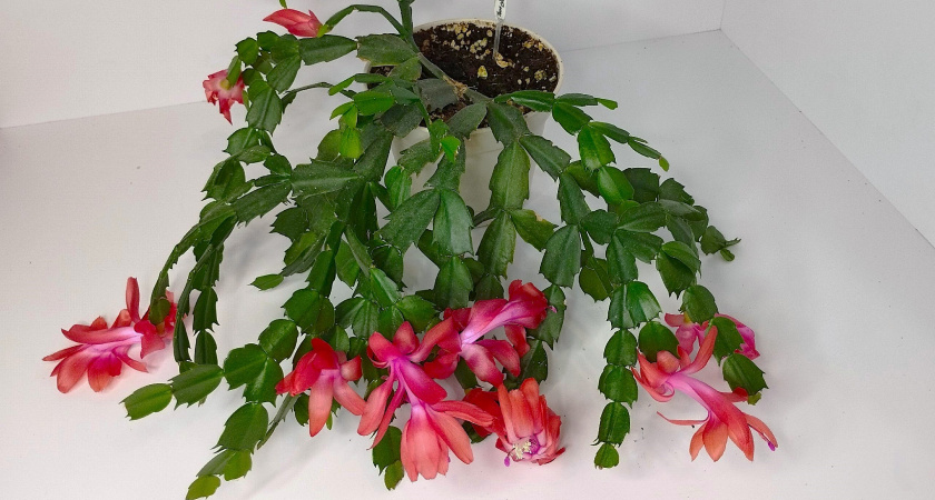 Декабрист: почему цветок-зимник стал героем мрачных легенд