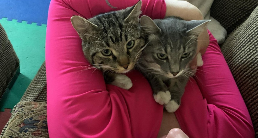 Невозможно устоять: привычка хозяев, которая бьёт по здоровью мурлыки - мы все это делаем