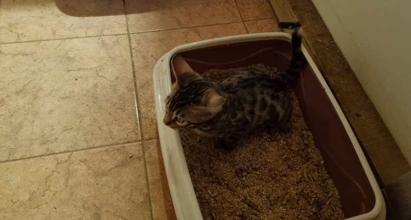 Заводчица поделилась хитростью: как убрать запах из кошачьего лотка раз и навсегда – без химии и усилий