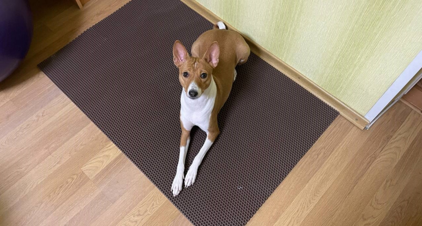 Новый универсальный хит в "Фикс Прайсе": зачем покупатели массово берут коврики EVA и где они реально выручают - 8 применений