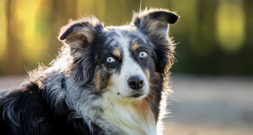 Мини-аусси на пике популярности — новая любимая порода россиян и за что ее выбирают