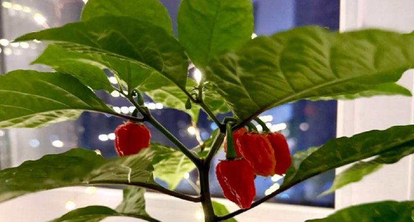 Подкормка перца по фазам роста — рассказываем, когда и что вносить "по науке"