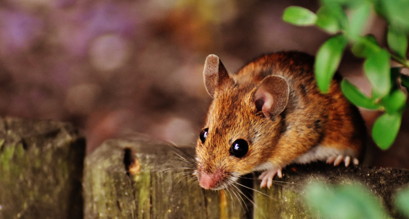 Мыши разбегутся в панике: 2 капли - и вся армия грызунов даст дёру. Новый способ защитить участок без яда
