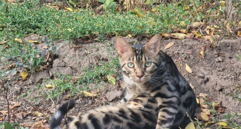 На что способен умный кот: 9 фактов о кошачьем интеллекте и смекалке, которые поражают