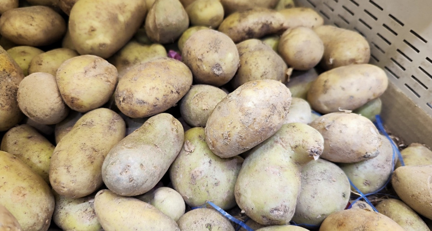 4 самых невкусных сорта картофеля — даже готовить не хочется: на вкус — вата, а пюре - водянистое месиво с комками