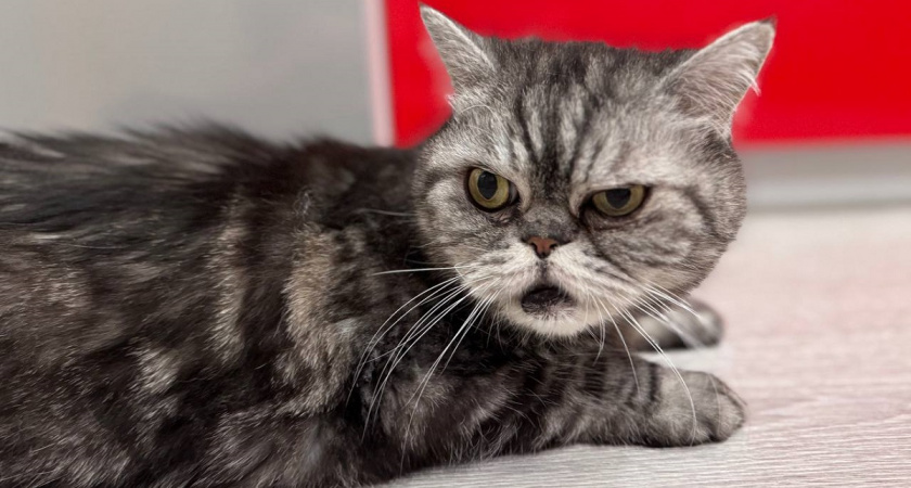 Сколько дней кошка может прожить без еды и воды: эти цифры должен знать каждый хозяин