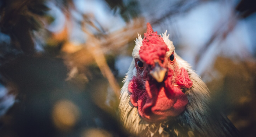 Зимний уход за курами: как обойтись без отопления, чтобы птицы были здоровыми