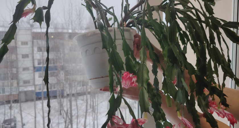 1 ст. ложка в горшок – и декабрист цветет круглый год: даже увядшая шлюмбергера завалит колокольчиками