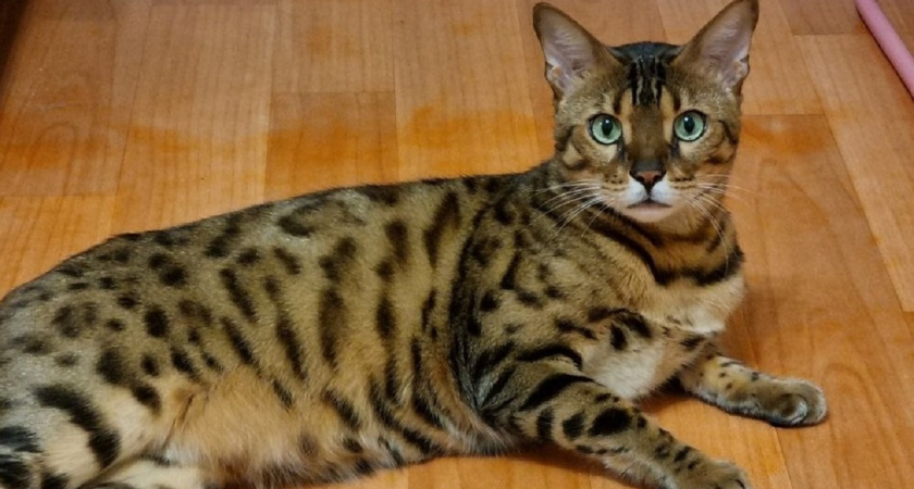 11 простых жестов, которым кошки подчиняются бесприкословно - попробуйте на своей