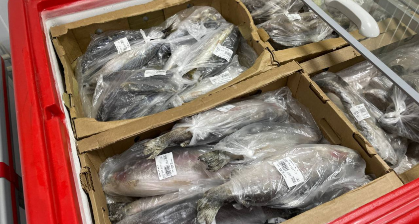 Купил форель в "Светофоре" для засолки икры, а дома меня ждал сюрприз - честный отзыв