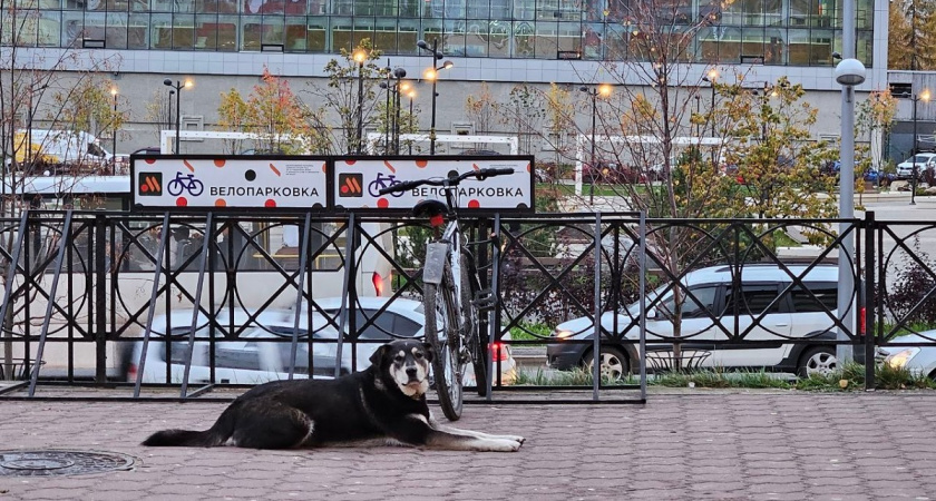 Настоящая мощь: 6 пород собак, которые способны победить волка один на один