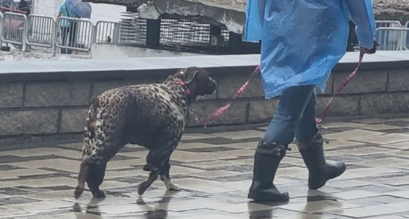 Кинолог назвал 5 пород собак, которых нельзя заводить новичкам - сведут с ума