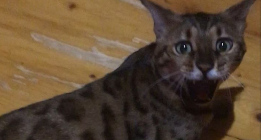 Они разрушат вашу квартиру и превратят привычную жизнь в ад: породы кошек противопоказанные новичкам