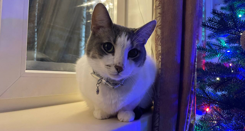 Как защитить питомца от ёлки: чек-лист от ветеринаров - что проверить в доме перед Новым годом