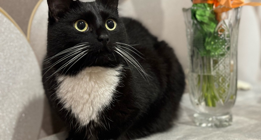 Как понять, что кошка считает вас своей «собственностью»: забавные тесты и научные факты - проверьти свою