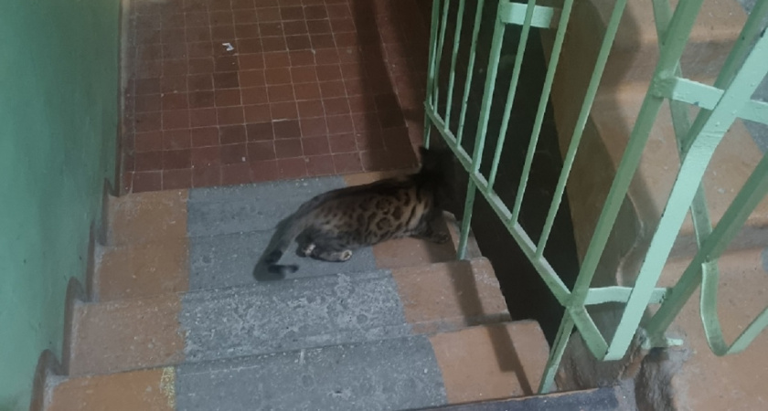 Почему кошки бегут в подъезд - это не простое любопытство