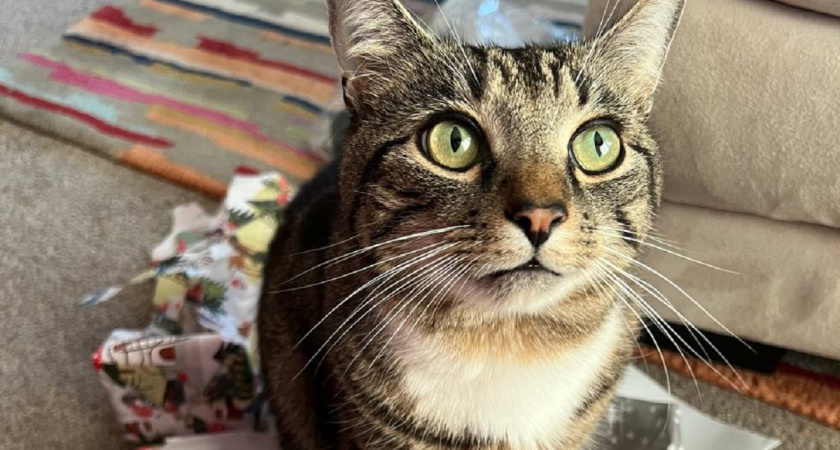 Не просто пушистики: ученые рассказали почему нам так сильно нравятся кошки