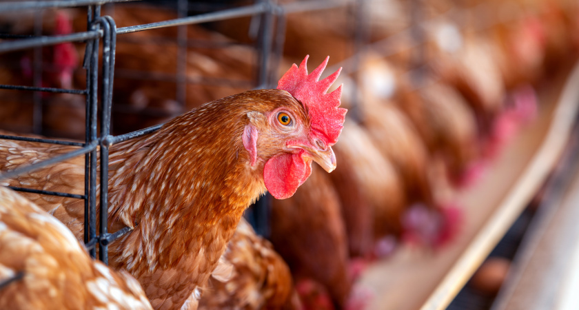 Жёлтая кожа курицы: маркетинг или признак качества?