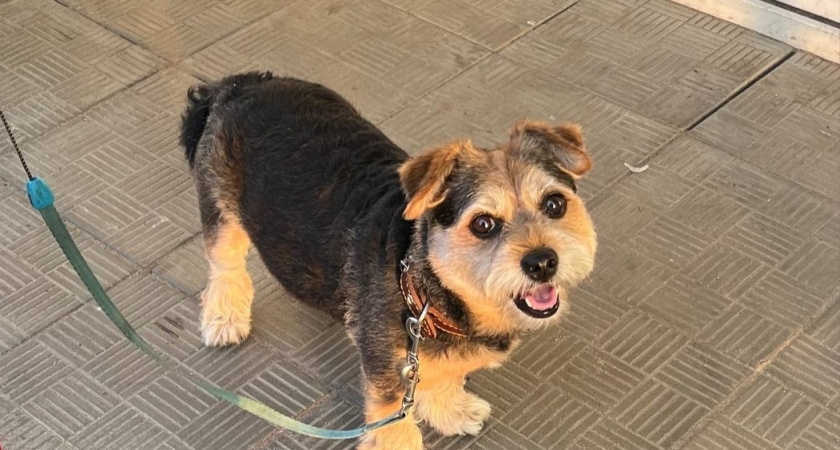 Кинолог назвала шесть худших пород собак для владельцев-новичков - доставят немало проблем