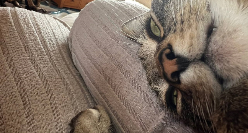 Визит к ветеринару заканчивался царапинами, пока я не стала делать эти 3 вещи. Теперь кот спокоен, а я — цела