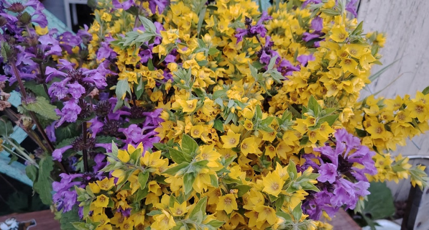 В декабре сею на рассаду эти три чудесных многолетника: раньше всех порадуют пышным цветением